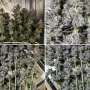 Cannabis seeds Trainwreck from Barney's Farm